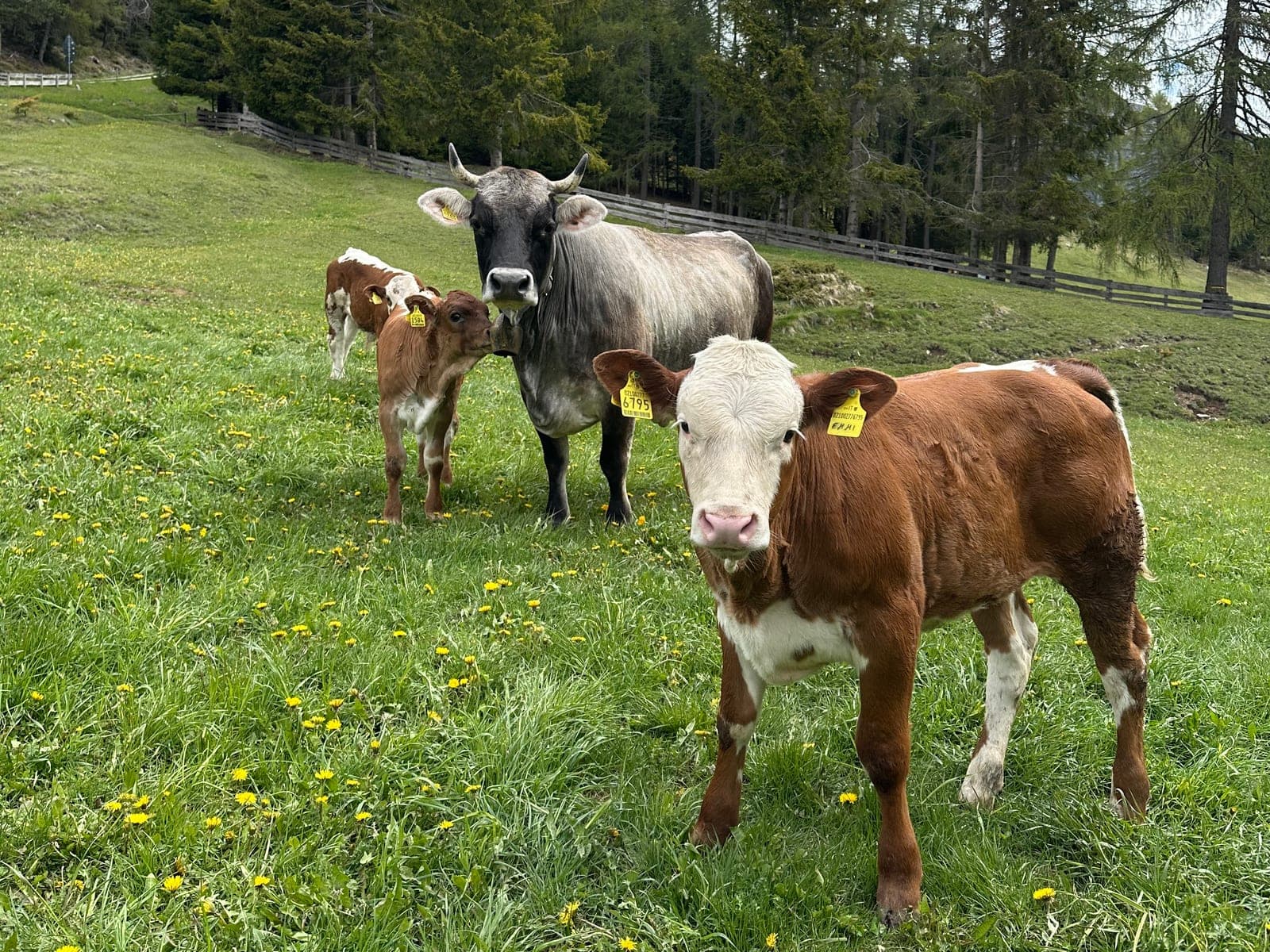 Linda und ihr Kälbchen genießen ihre ersten Tage suf der Weide